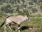 Side view of gemsbok or South African oryx (Oryx gazella) in its natural habitat