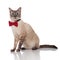 Side view of gentleman burmese cat sitting