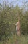 Side view of gerenuk standing erect on hind legs and eating leaves off wild bush in Meru National Park Kenya