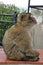 Side view Gibraltar Barbary macaque monkey sitting on wet fence and proudly looking up