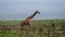 Side View Of Giraffe Standing On A Hill Among Bushes With Thorns In Wild African