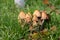 Side view of Glistening inkcap mushrooms in the grass, also called Coprinellus micaceus or glimmertintling