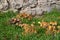 Side view of Glistening inkcap mushrooms in the grass, also called Coprinellus micaceus or glimmertintling