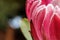 Side view of a glorious colorful flower protea goddess with a background