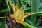 Side view of Golden Lotus or Dwarf Banana also known as Musella lasiocarpa