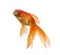 Side view of a Goldfish looking up