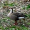 Side View Of A Goose Swan