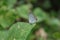 Side view of a Gram blue butterfly on top of a wild leaf tip