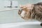 Side view of gray cat drinking water from tap in bathroom. Funny portrait of drunk pet
