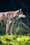 Side view of gray wolf Canis lupus in meadow near forest.