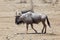 Side view of grayish blue wildebeest walking in field during a sunny afternoon