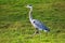 Side view of great blue heron walking on green grass