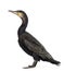 Side view of a Great Cormorant, Phalacrocorax carbo, also known