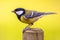 Side view of Great tit garden bird perched on pole post