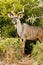 Side View of a Greater Kudu