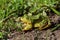 Side view of green frog Rana lessonae