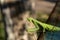 Side view of a green insect mantis with big eyes and two antennas