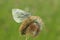 A side view of a Green-veined White Butterfly Pieris napi perched on a grass seed head which contains a spiders nest.