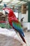 side view of Green-winged Macaw, Ara chloropterus perching on rock