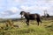 Side view of grey Dartmoor Pony in a windy field in Devon.