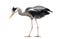 Side view of a Grey Heron, standing, looking down