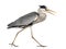 Side view of an Grey Heron walking, screaming, Ardea Cinerea