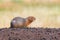 Side view of a ground squirrel sitting on a mound