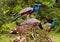 Side view on group of four male peafowls  Pavo cristatus  sitting on tree trunk - Yala NP, Sri Lanka focus on upper bird