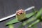 Side view of Gunkan Maguro Green sushi with salmon and flying fish roe eggs Tobiko in cucumber served on bamboo leaf near knife