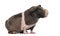 Side view of hairless guinea pig, isolated