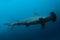 Side view of the hammerhead shark in ocean