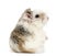 Side view of a hamster, isolated