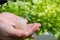 Side view of hand holding sapling Green Oak lettuce in sponge. Seeding of hydroponic plant in the nursery plant. Hydroponic method