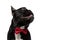 Side view of happy French Bulldog puppy wearing bowtie