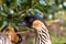 Side view of hawaiian Nene,  Goose. An endangered coastal sea bird. Close up.