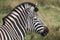 Side view of head of black and white striped zebra, photographed at Port Lympne Safari Park, Ashford, Kent UK.