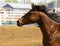 Side view of the head of a brown horse with black mane at the Bucking Horse sale in Miles City Montana