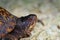 Side view of head of male Eastern Box turtle