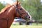 Side view head shot of a beautiful show jumper horse on natural background