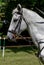 Side view headshot of a fleabitten grey horse