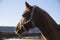 Side view headshot of a reddish colored purebred stallion on blu