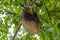 A side view of a Hoffmann two toed sloth hanging from a tree in La Fortuna, Costa Rica