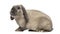 Side view of Holland Lop rabbit