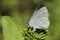 The side view of a Holly Blue Butterfly, Celastrina argiolus , perched on a plant laying eggs.