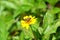 Side view of a honeybee sucking nectar from a yellow wildflower in Krabi, Thailand