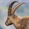 Side view horned adult male alpine ibex capricorn