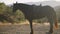 Side view horse standing on mountain hill in sunshine chewing bridle. Wide shot of graceful purebred stallion in