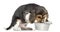 Side view of a hungry Beagle puppy eating from a bowl, isolated