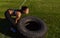 Side view image of athlete strong fitness woman doing tire-flip outdoors on green grass in stadium. Copy space for advertising.