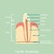 Side view of incisor tooth anatomy structure including the bone and gum and detail word